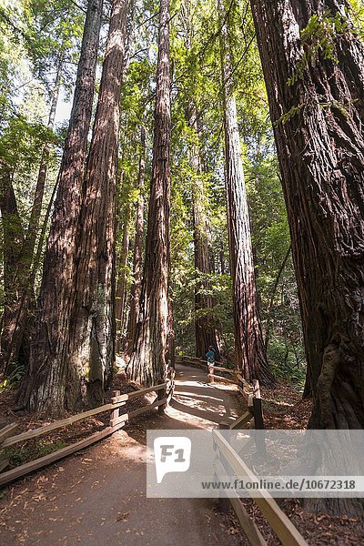 Weg durch Küstenmammutbäume  Mammutbaum (Sequoia sempervirens)  Muir Woods Nationalpark  Kalifornien  USA  Nordamerika