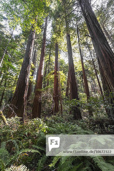 Vegetation mit Farn  Küstenmammutbäume (Sequoia sempervirens)  Muir Woods Nationalpark  Kalifornien  USA  Nordamerika