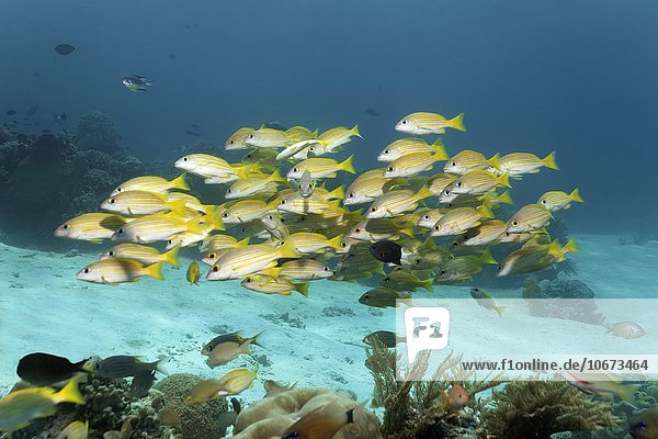 Fischschwarm  Schwarm Blaustreifen Schnapper (Lutjanus kasmira)  schwimmt über Korallenriff  Saparua Insel  Molukken  Banda See  Pazifik  Indonesien  Asien