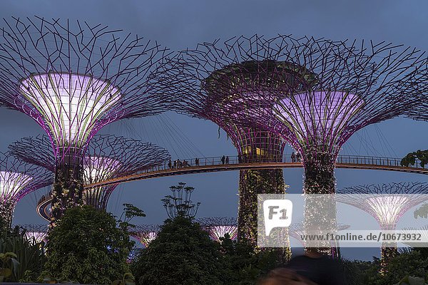 Skyway zwischen den beleuchteten Super Trees  Gardens by the Bay  Singapur  Asien
