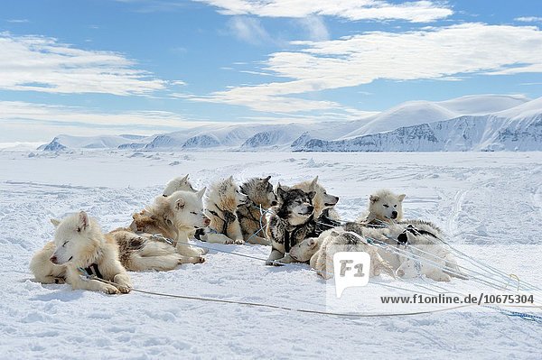 ruhen Hund Meer Eis Husky Kanada Nunavut Schlitten