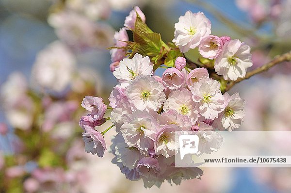 Japanische Blütenkirsche (Prunus serrulata)  Zweig mit Blüten  Nordrhein-Westfalen  Deutschland  Europa