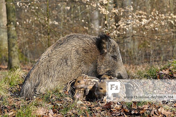 Wildschwein (Sus scrofa)  Bache beim Säugen ihrer Frischlinge  Nordrhein-Westfalen  Deutschland  Europa