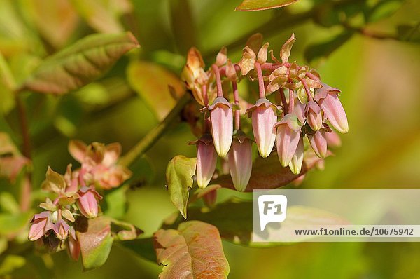 Rauschbeere (Vaccinium uliginosum)  Blütenknospen  Naturschutzgebiet Goldenstedter Moor  Niedersachsen  Deutschland  Europa