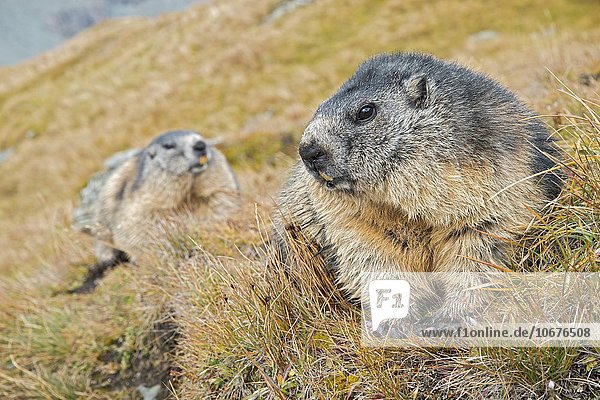 Murmeltier (Marmota marmota),  Franz-Josefs-Höhe,  Nationalpark Hohe Tauern,  Kärnten,  Österreich,  Europa
