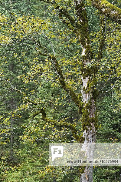 Bemooster Baumstamm  Berg-Ahorn (Acer pseudoplatanus)  Großer Ahornboden  Karwendelgebirge  Tirol  Österreich  Europa