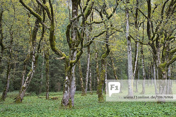 Bemooste Baumstämme,  Berg-Ahorn (Acer pseudoplatanus),  Großer Ahornboden,  Karwendelgebirge,  Tirol,  Österreich,  Europa