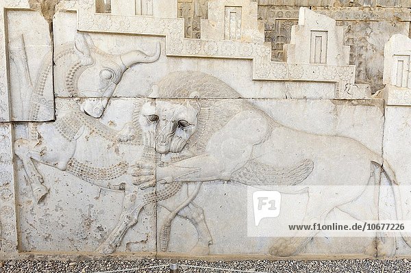Antikes Relief der Achämeniden  Löwe fängt Stier  Apadana  Palast  archäologische Ausgrabungsstätte  altpersische Residenzstadt Persepolis  UNESCO Weltkulturerbe  Provinz Fars  Iran