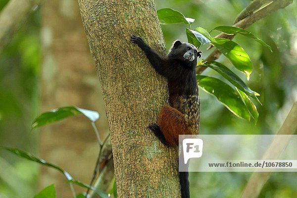 Braunrückentamarin (Saguinus fuscicollis) am Baum  Manu Nationalpark  Peru  Südamerika
