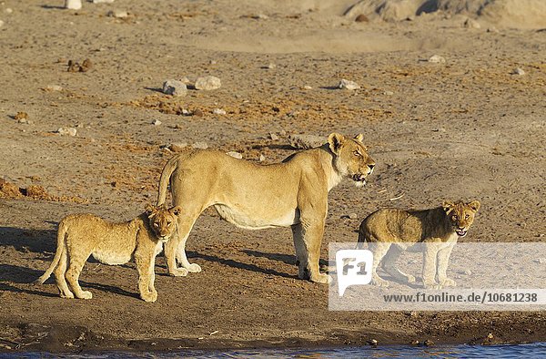 Löwen (Panthera leo)  Weibchen mit zwei Jungtieren an einem Wasserloch  Etosha-Nationalpark  Namibia  Afrika