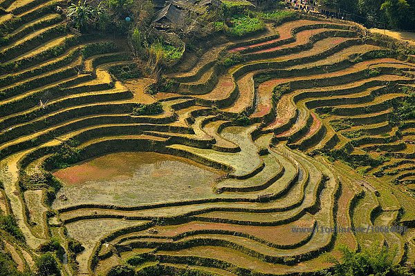 Feld Reis Reiskorn Geographie Vietnam