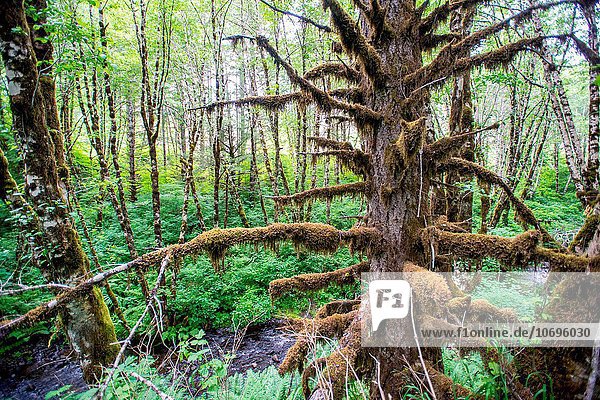 Vereinigte Staaten von Amerika USA Laubwald Baum Baumstamm Stamm Steinschlag Moos Oregon