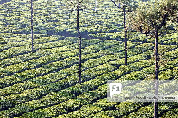 Berg Hügel Asien Indien Tamil Nadu Teeplantage