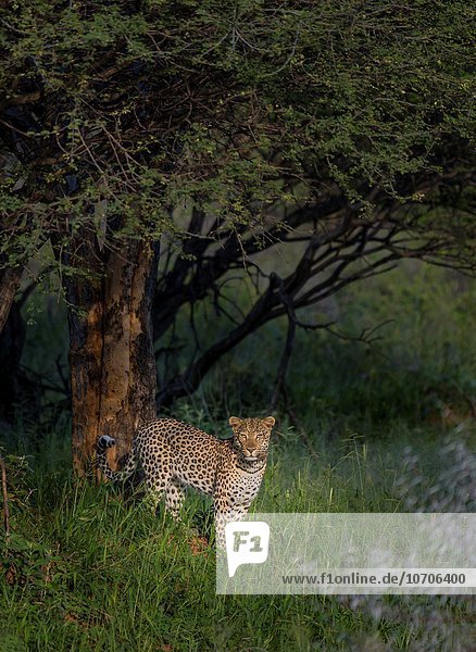 Nationalpark Leopard Panthera pardus Baum Namibia Etoscha Wildpark Etosha Afrika