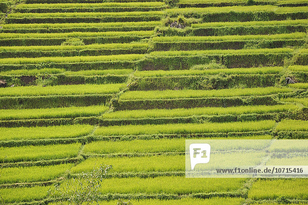 Indonesia  Flores island  Ruteng  rice fields