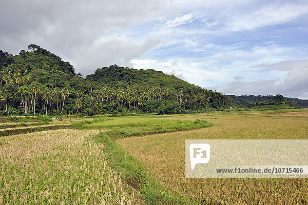 Indonesien  Insel Sumba  Reisfeld