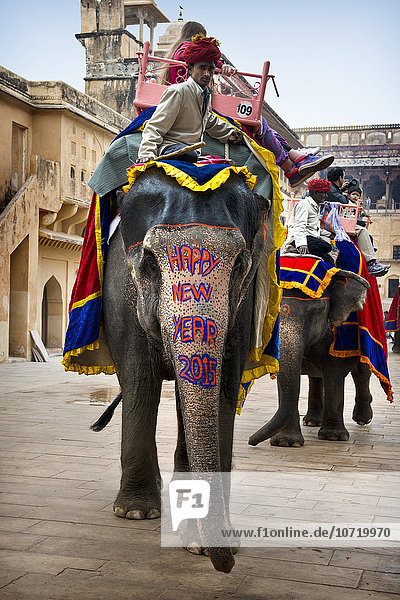 India  Rajasthan  Jaipur  Amber Fort  elephant