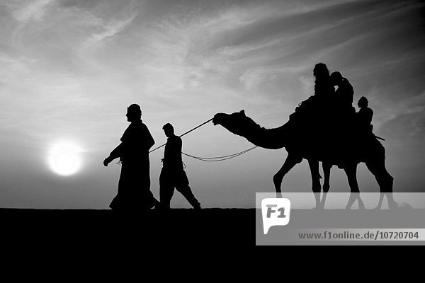 India  Rajasthan  Jaisalmer  camel ride desert