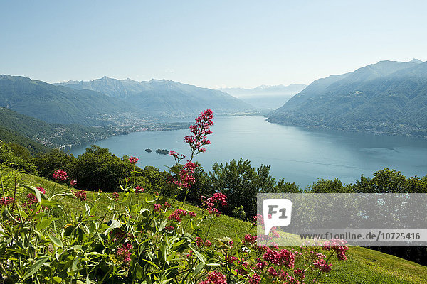 Switzerland  Canton Ticino  Brissago  landscape