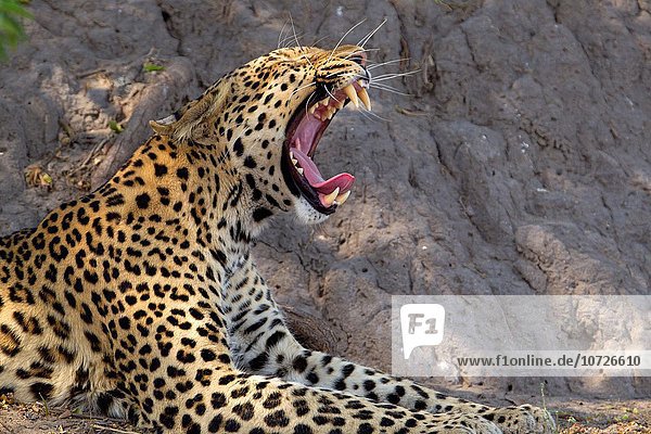 Raubkatze Leopard Panthera pardus Botswana Chobe Nationalpark