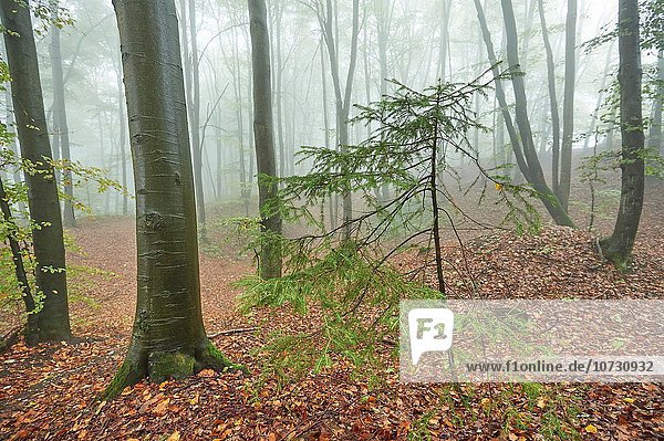 Fichte Tanne zwischen inmitten mitten europäisch Landschaft Wald Nebel Norwegen Herbst jung Buche Buchen