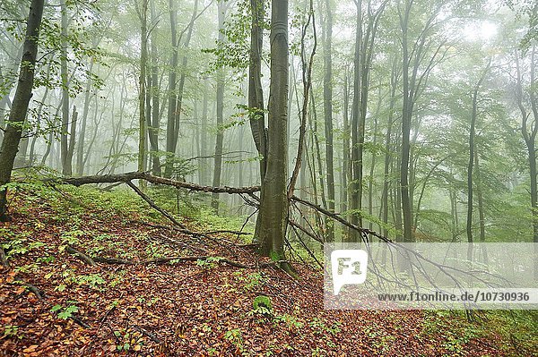 europäisch Landschaft Wald Nebel Herbst Buche Buchen