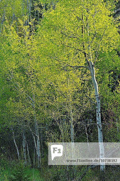 Espe Populus tremula Hügel Birke Greater Sudbury Kanada auftauchen Laub Ontario