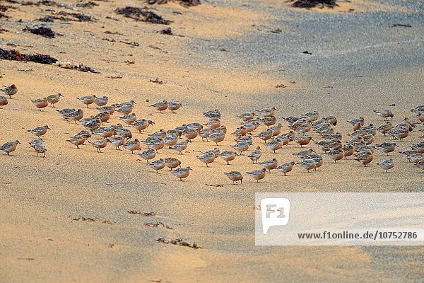 Sandbank binden Vogelschwarm Vogelschar Island