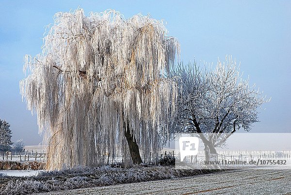 Kälte Frankreich Winter Baum gefroren
