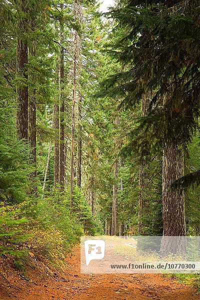 Wald Kapuze Oregon