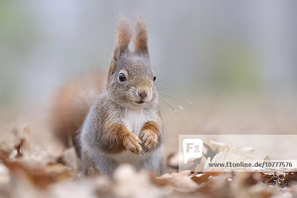 Eichhörnchen (Sciurus vulgaris) sitzt in altem Herbstlaub  Sachsen  Deutschland  Europa