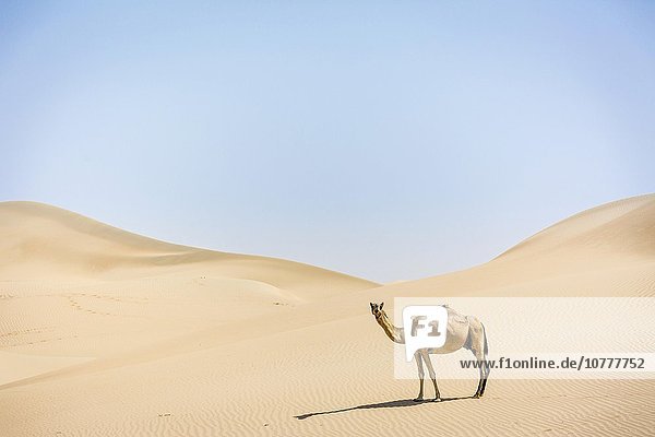 Dromedar (Camelus dromedarius) in Sanddünen  Sandwüste Rub al-Chali  Vereinigte Arabische Emirate  Asien