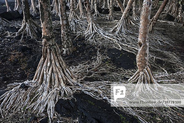 Wurzeln der Schraubenpalme (Pandanus)  Pointe de la Table  La Réunion  Frankreich  Europa