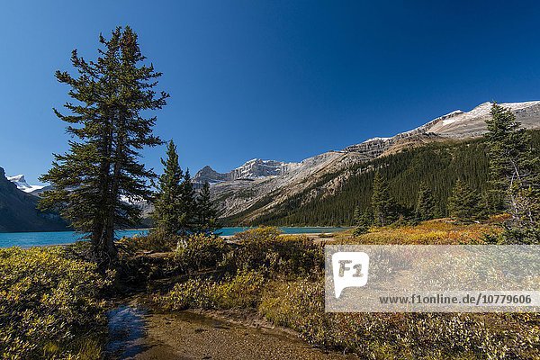 Wanderweg am Gletschersee Bow Lake  Banff Nationalpark  kanadische Rocky Mountains  Alberta  Kanada  Nordamerika
