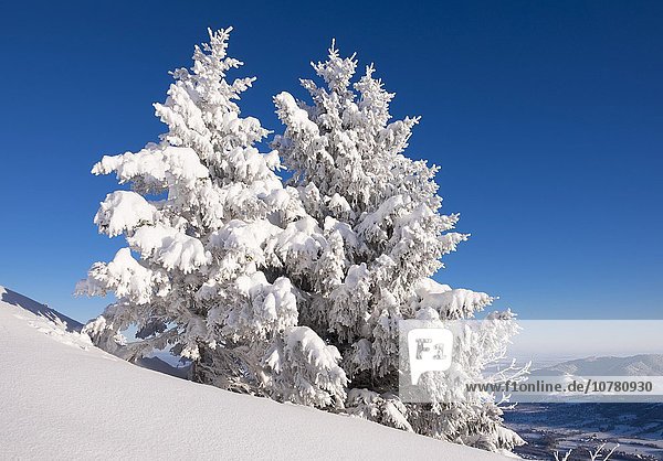 Snowy spruce (Picea sp.) trees on Brauneck  Lenggries  Isarwinkel  Bavarian Prealps  Upper Bavaria  Bavaria  Germany  Europe