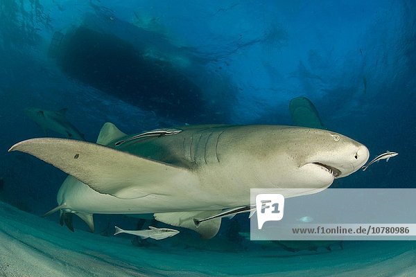 Lemon shark (Negaprion brevirostris) underside  Tiger Beach  Bahamas  Caribbean  Central America  North America