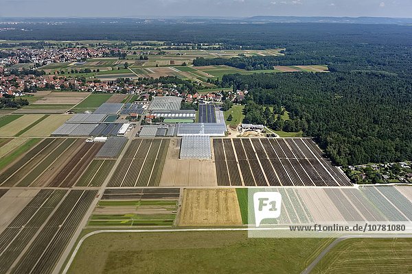 Gemüseanbaugebiet  Knoblauchsland  bei Nürnberg  Mittelfranken  Franken  Bayern  Deutschland  Europa