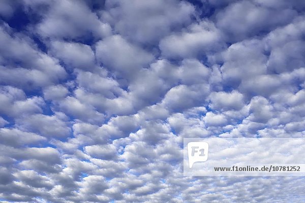 Cirrocumulus  Schäfchenwolken  Wolken einer Schlechtwetterfront  Voralpenland  Bayern  Deutschland  Europa