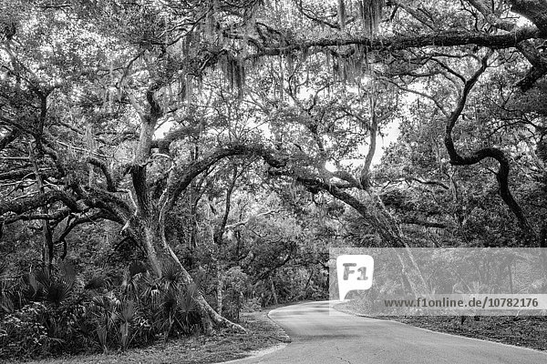 Baum über Fernverkehrsstraße weiß schwarz Brücke verdreht Eiche Festung Lifestyle Florida alt