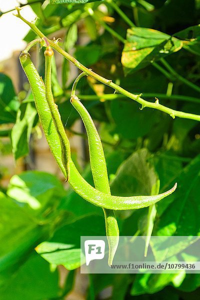 Kaffeebohne grün Wachstum Pflanze Close-up Garten Bohne