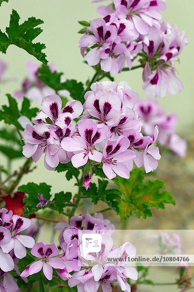lila Blume Beleuchtung Licht Pflanze Mut Rosengeranie Pelargonium graveolens