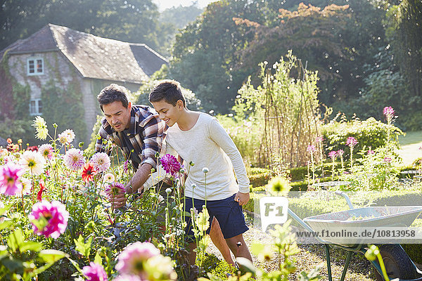 Vater und Sohn pflücken Blumen im sonnigen Garten