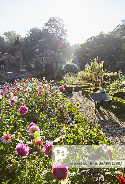 Blumen wachsen im sonnigen Garten