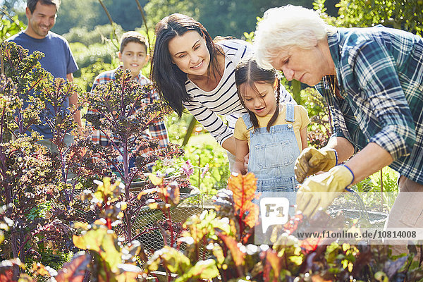 Multi-generation family in vegetable garden