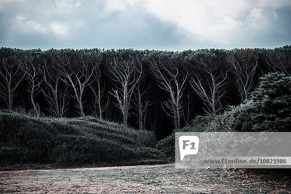 Bäume am Rande eines dichten dunklen Waldes  Costa Smeralda  Sardinien  Italien