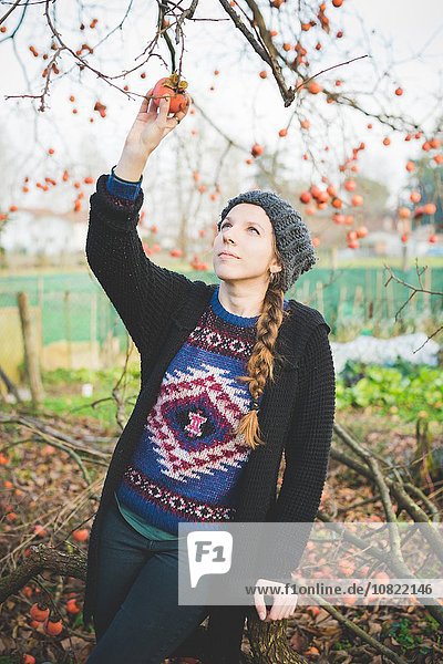Young woman reaching up picking persimmon fruit from tree  looking up