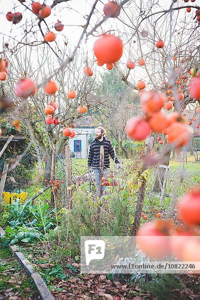 Blick durch den Persimonenbaum des erwachsenen Mannes im Garten  wegblickend