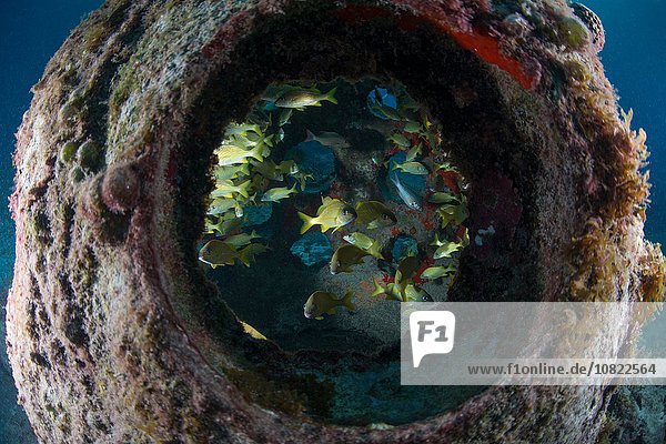 Unterwasserblick durch das künstliche Riff der bunten Fische Insel Cozumel Mexiko
