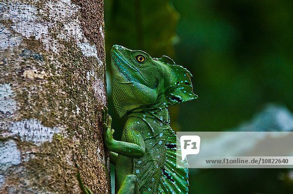 Side view of plumed or double crested basilisk (Basiliscus plumifrons) gripping tree trunk  Costa Rica