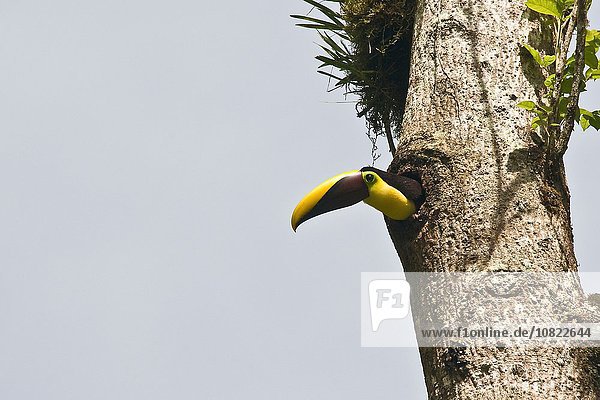Tukan (rhamphastos swainsonii) mit niedrigem Blickwinkel Costa Rica